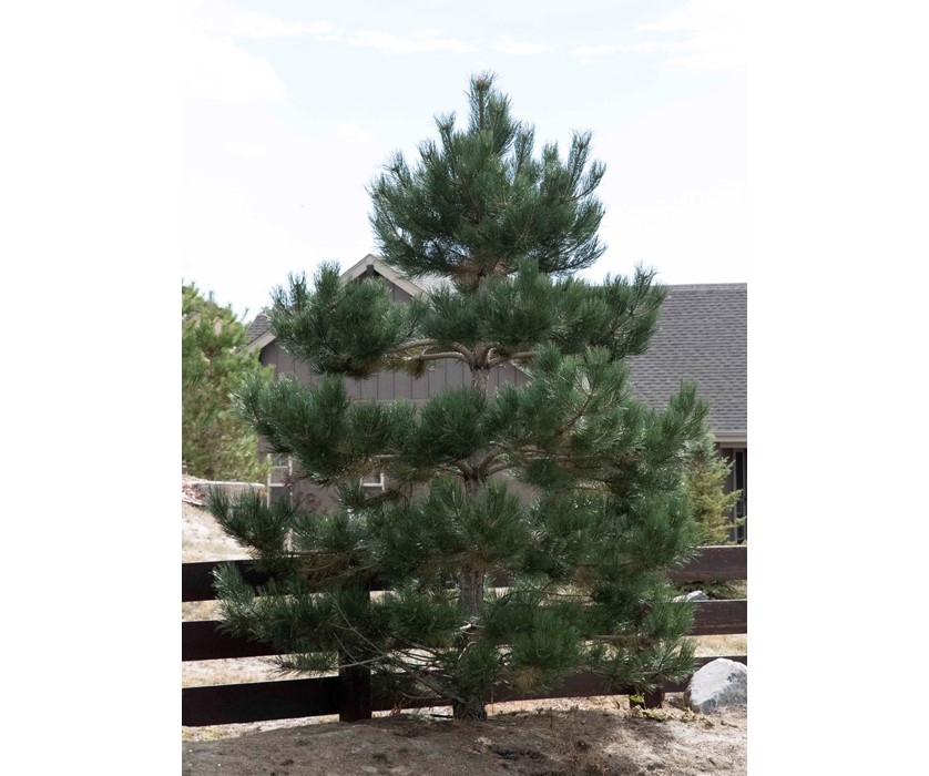 Austrian Pine